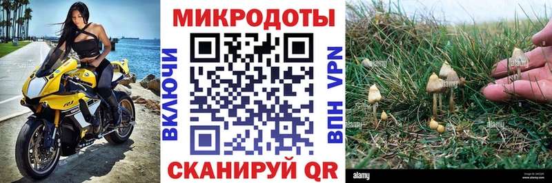 Купить где  Свирск  Галлюциногенные грибы Cubensis 